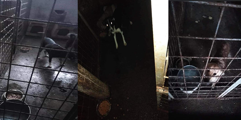 Padocul din Tecuci, o afacere pentru autorităţi