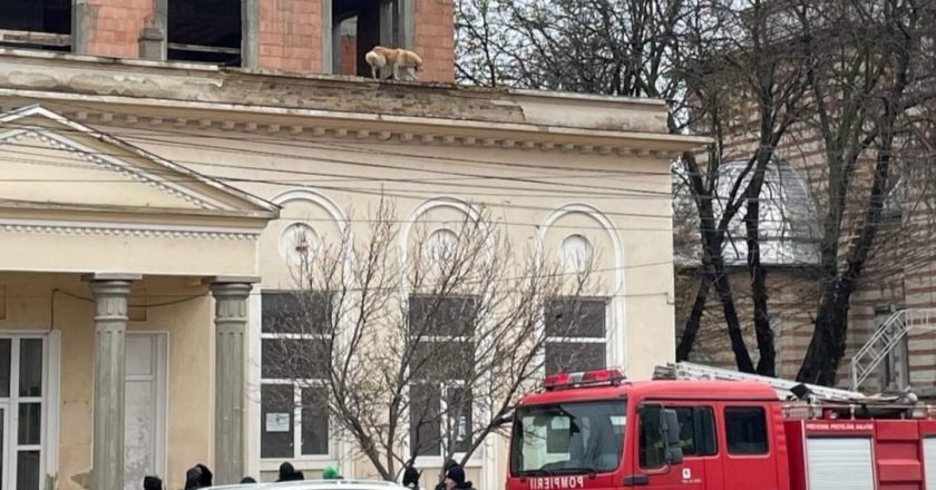 Intervenție inedită a pompierilor tecuceni. Au fost solicitați să de jos un câine de pe un acoperiș