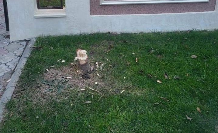 La Tecuci se fură orice. Hoții i-au furat unui tecucean bradul care era plantat în fața curții