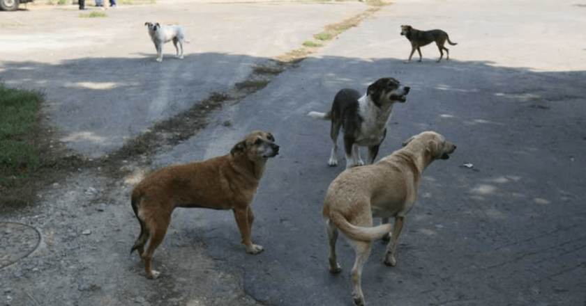 ANCHETĂ. Doi minori au fost atacați de o haită de câini în Tecuci
