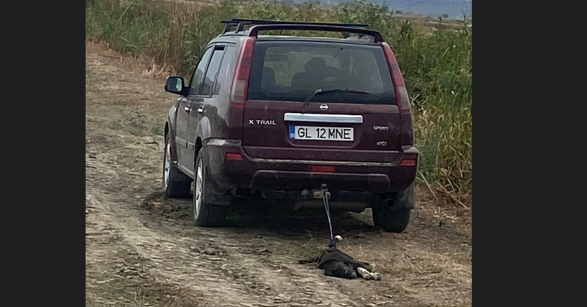 Galați. Poliția s-a autosesizat după ce un individ a legat un câine și l-a tras cu mașina până când l-a omorât