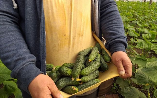 Au ieșit CASTRAVEȚII la Matca! Legumicultori: Deși PREȚURILE sunt NORMALE, deocamdată ieșim în PIERDERE!